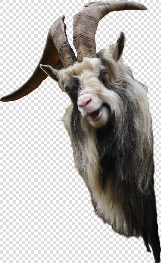 Clip Art Funny Looking Goat   Transparent Goat Funny  HD Png DownloadTransparent PNG