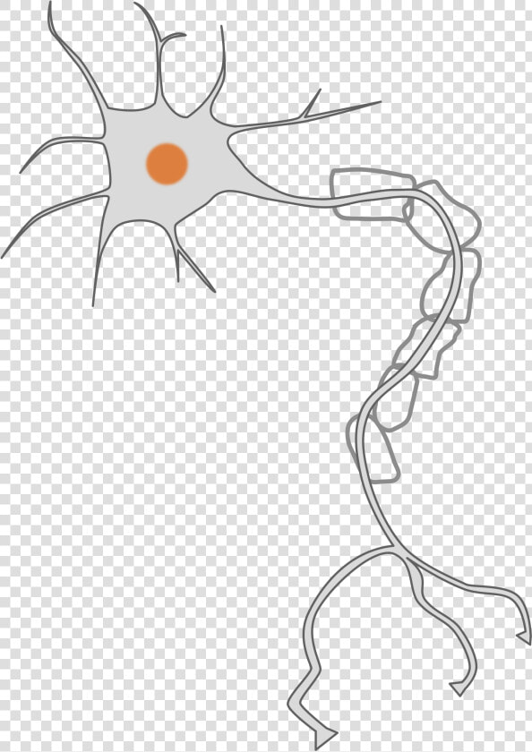 Nervous Clipart Transparent   Neuron Clipart  HD Png DownloadTransparent PNG