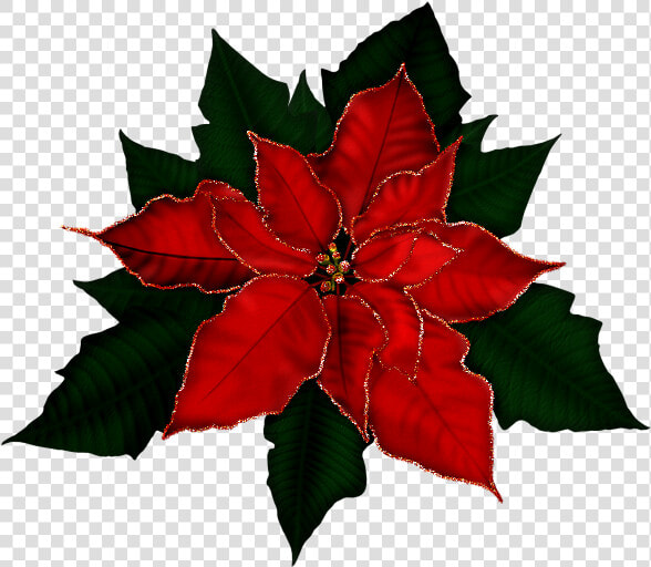 Poinsetta Clip Gold   Free Clipart Poinsettia  HD Png DownloadTransparent PNG