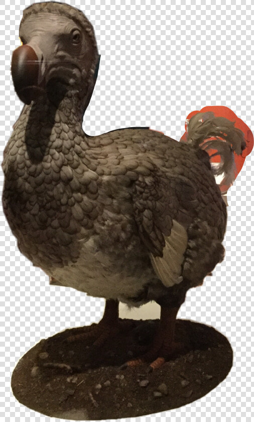 The Dodo Bird this Guy Is Extinct Because Of Us Humans   Dodo  HD Png DownloadTransparent PNG