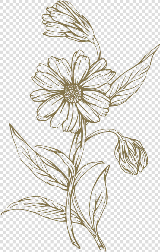 Everyday Skin Support Balm The Lost Explorer   Transparent Flower Line Drawing  HD Png DownloadTransparent PNG