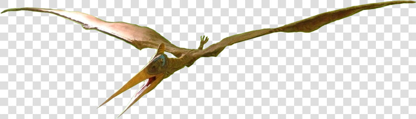 Pteranodon Female   Pteranodon Png  Transparent PngTransparent PNG