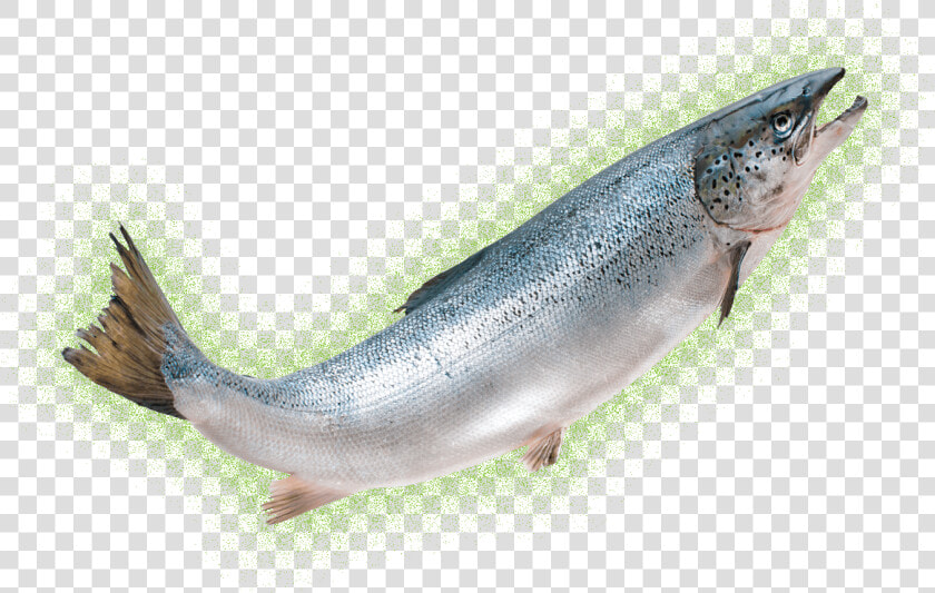 Transparent Salmon Clipart   Aquadvantage Salmon Png  Png DownloadTransparent PNG