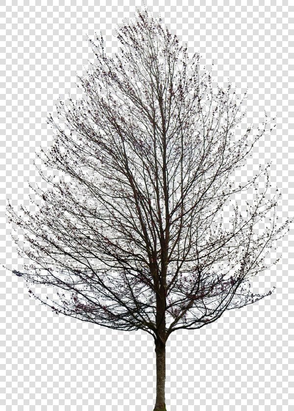 Tree Without Leaves Png   Png Download   Oak Tree Pencil Drawing  Transparent PngTransparent PNG