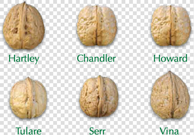 Image block1   Chandler Vs Howard Walnuts  HD Png DownloadTransparent PNG