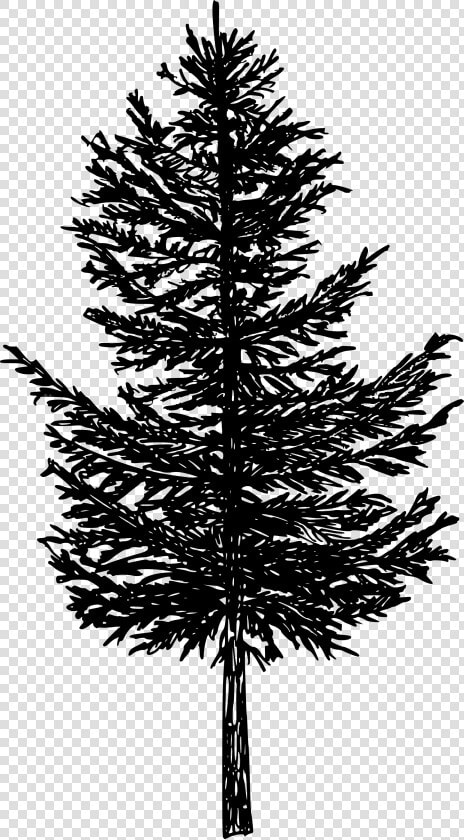 Pine Tree Png   Pine Tree Drawing Silhouette  Transparent PngTransparent PNG