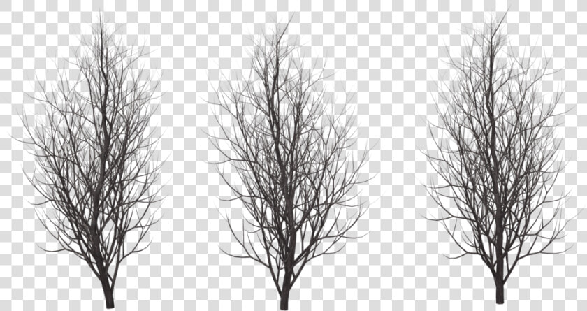 Winter Free Png Image   Png Winter Tree Silhouette  Transparent PngTransparent PNG