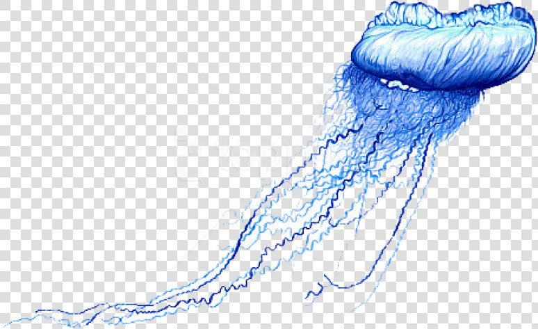 Man O   Blue Bottle Jellyfish Drawing  HD Png DownloadTransparent PNG