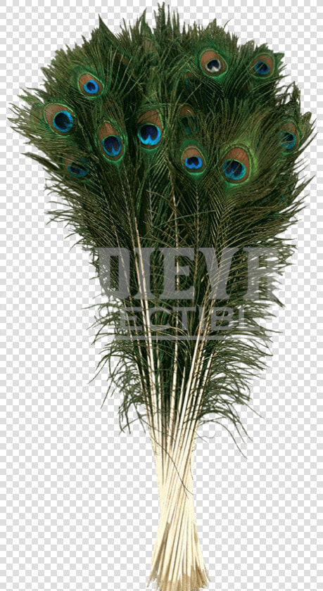 Natural Peacock Tail Plume   Bình Lông Công Phong Thủy  HD Png DownloadTransparent PNG