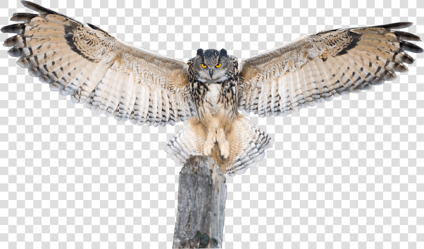 Owl Spreading Wings Transparent Png Image   Owl With Spread Wings  Png DownloadTransparent PNG