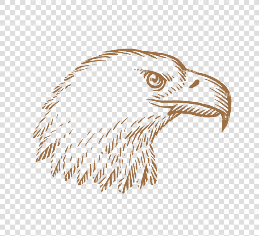 Geometric Eagle Png   Bald Eagle  Transparent PngTransparent PNG