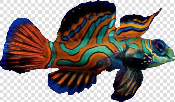 Mandarin Fish   Mandarin Fish Png  Transparent PngTransparent PNG