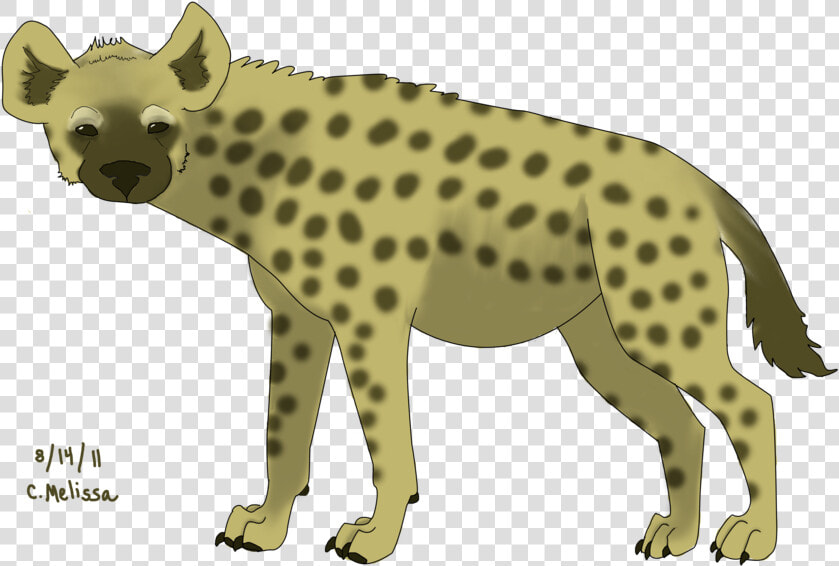 Hyena Png   Hyena  Transparent PngTransparent PNG