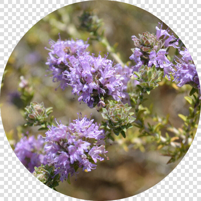 Bellflower  HD Png DownloadTransparent PNG