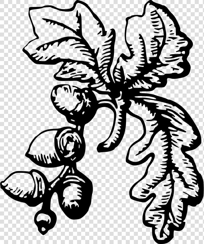 Acorns Clipart Black And White  HD Png DownloadTransparent PNG