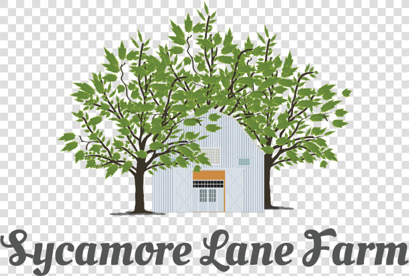 Transparent Sycamore Tree Png   Faezeh Name  Png DownloadTransparent PNG