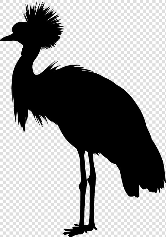 Flightless Bird  HD Png DownloadTransparent PNG