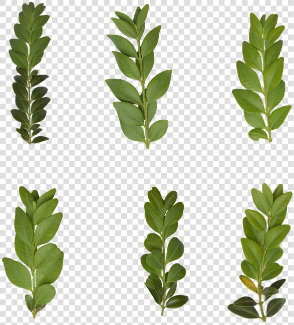 Leaf  Transparent  Plant  Green  Nature  Leaves   Gambel Oak  HD Png DownloadTransparent PNG