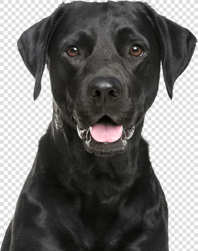 Labrador Retriever Png   Black Lab Transparent Background  Png DownloadTransparent PNG