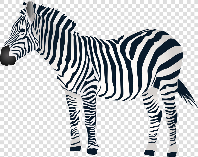 Zebra Png Zebra Transparent Images Pngio  Png DownloadTransparent PNG