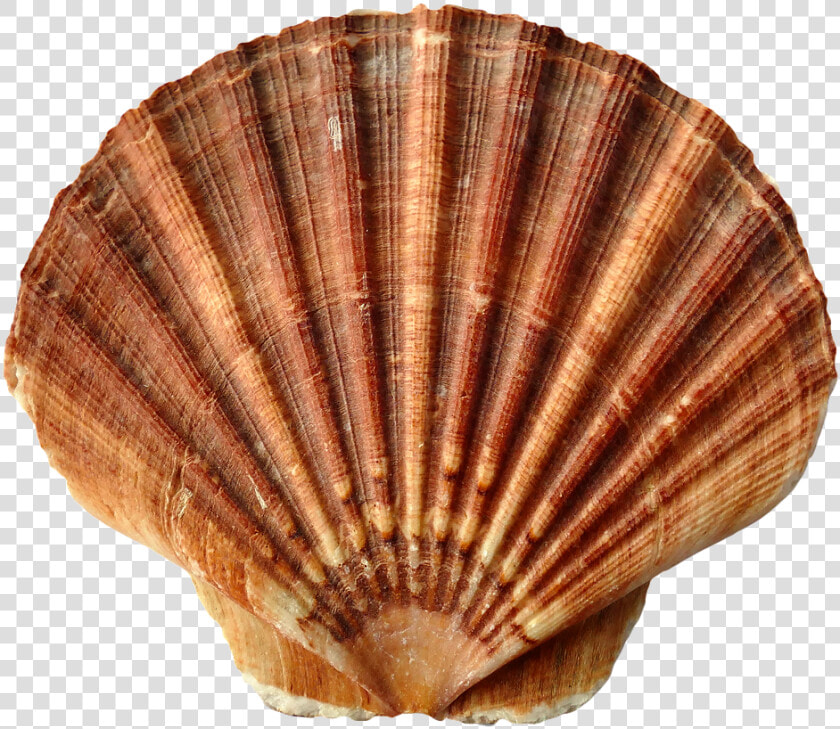 Seashell Png   Sea Shells  Transparent PngTransparent PNG