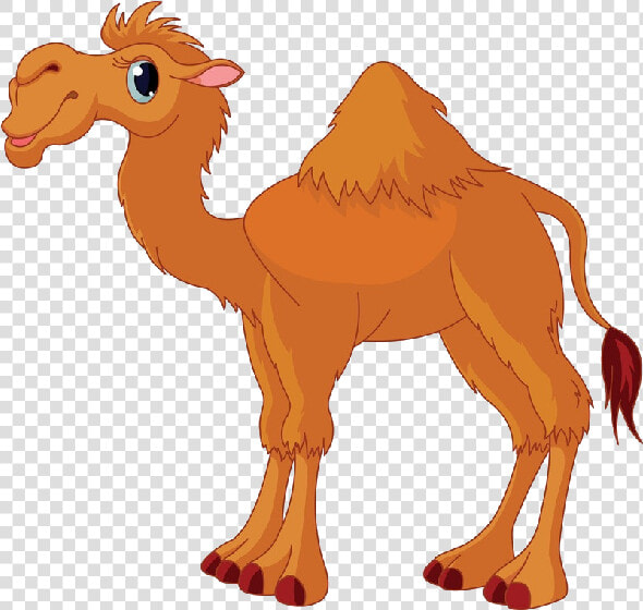 Camel Png Photo Transparent   Camel Clipart  Png DownloadTransparent PNG