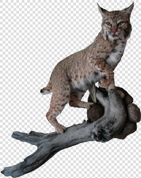 Bobcat Mount   Transparent Pictures Of A Bobcat  HD Png DownloadTransparent PNG