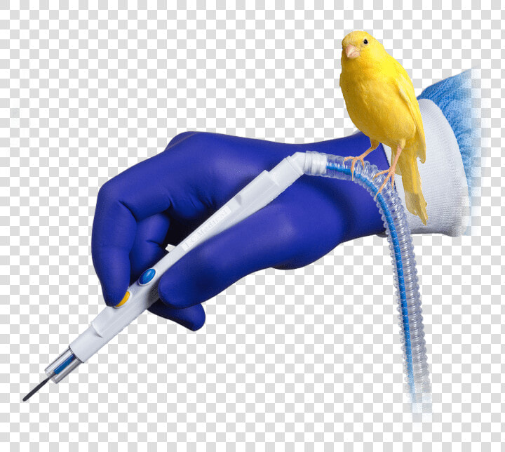 Budgie  HD Png DownloadTransparent PNG