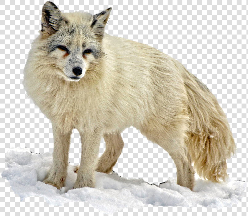 Arctic Snow Fox Png Image   Arctic Fox Transparent Background  Png DownloadTransparent PNG