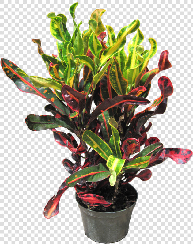 Mamey Croton  HD Png DownloadTransparent PNG