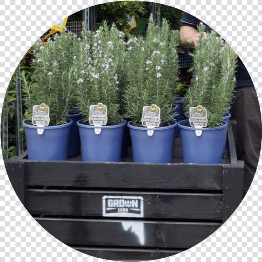 Transparent Evergreen Shrub Png   Flowerpot  Png DownloadTransparent PNG