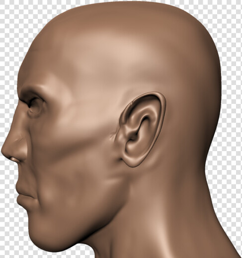 Human Head Face Human Body Skull   Head Side View Hd  HD Png DownloadTransparent PNG