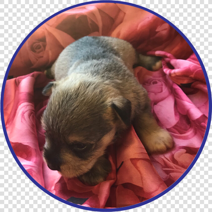 To See Available Schnauzer Puppies Click Here The Miniature   Companion Dog  HD Png DownloadTransparent PNG