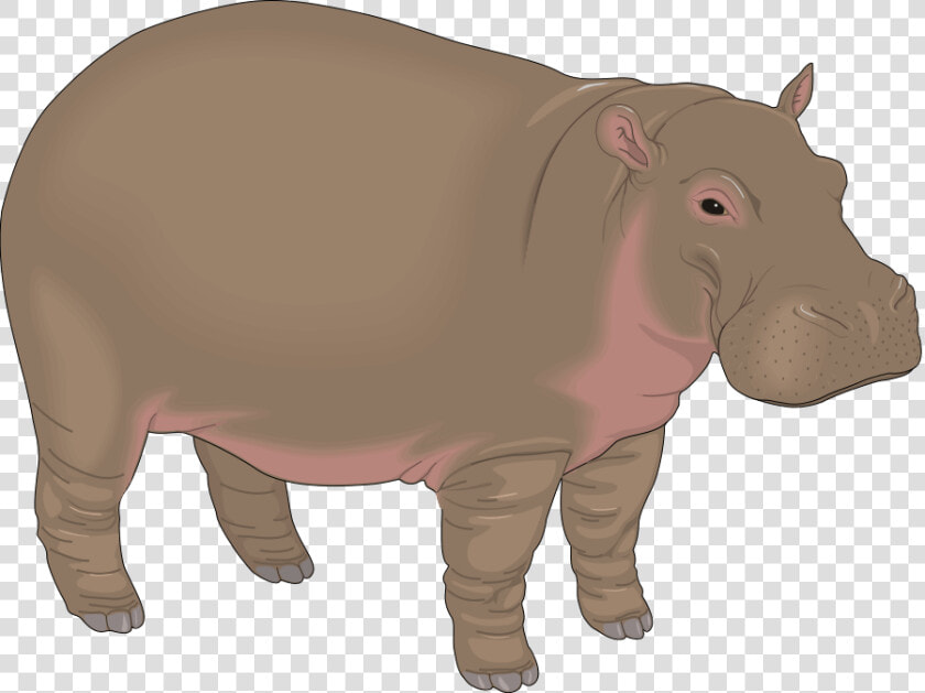 Download Hippo Png Transparent Images Transparent Backgrounds  Png DownloadTransparent PNG