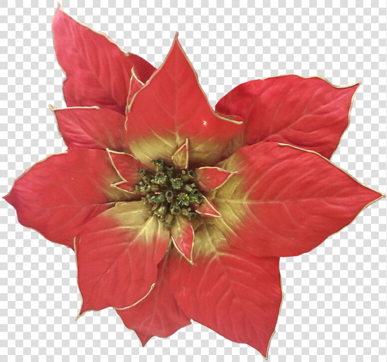 Transparent Poinsettia Png   Poinsettia  Png DownloadTransparent PNG