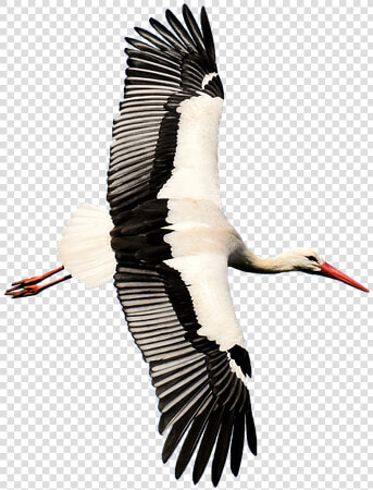 Stork  Transparent  Rattle Stork  Nature  Isolated   White Stork  HD Png DownloadTransparent PNG