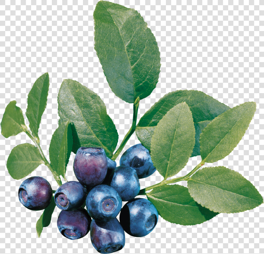 Blueberries Png Image  Transparent PngTransparent PNG