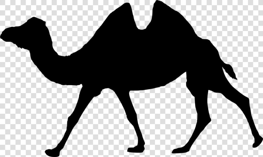 Silhouette  Walking  Camel  Isolated  Animal  Wildlife   Camel Humpback  HD Png DownloadTransparent PNG