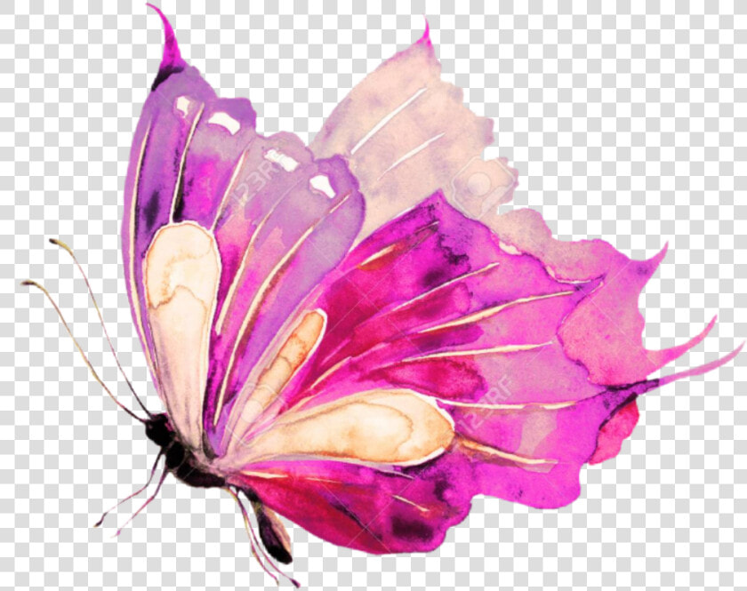  ladymc  butterfly  watercolors  pink   Watercolor Blue Butterfly  HD Png DownloadTransparent PNG