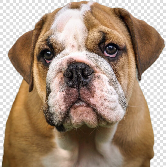 French Bulldog Valley Bulldog Olde English Bulldogge   Jowls Dog  HD Png DownloadTransparent PNG