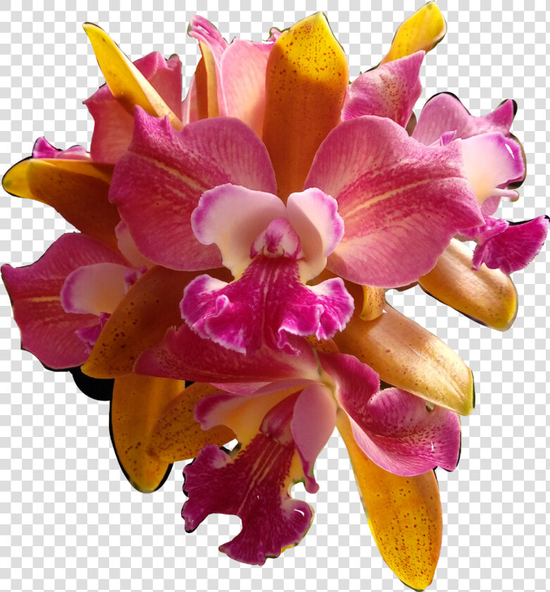  flores  flowers  orquídeas  orquid  catarinazs   Christmas Orchid  HD Png DownloadTransparent PNG