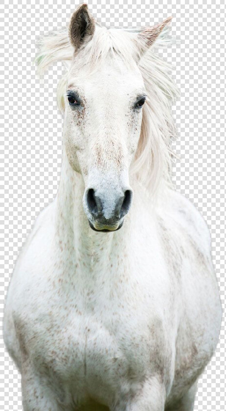 Horse Png Image   Mustang Horse  Transparent PngTransparent PNG