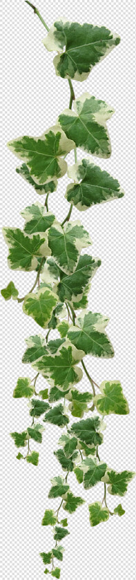 Plants Plant Grape Vines Vine Muscadine Common Clipart   Vine Plant Png  Transparent PngTransparent PNG