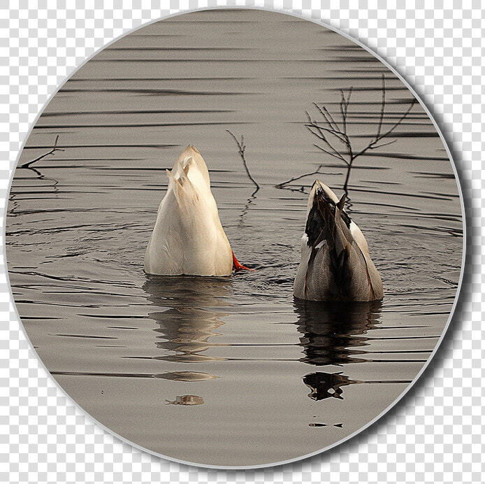 Ducks  Png  Diving  Water  Lake  Water Bird  Animal   Canvasback Duck  Transparent PngTransparent PNG