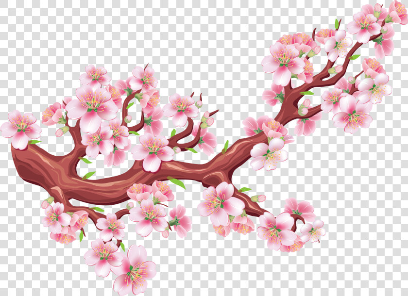 Sakura Png   Bunga Sakura Vector Png  Transparent PngTransparent PNG