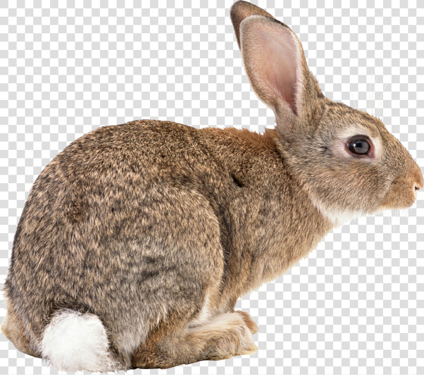 Rabbit Png Free Download   Rabbit Side View  Transparent PngTransparent PNG