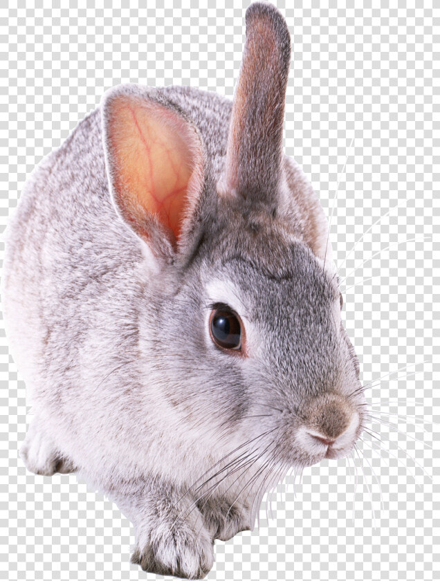 Free Download Of Rabbit Png Icon   Кролик Пнг  Transparent PngTransparent PNG