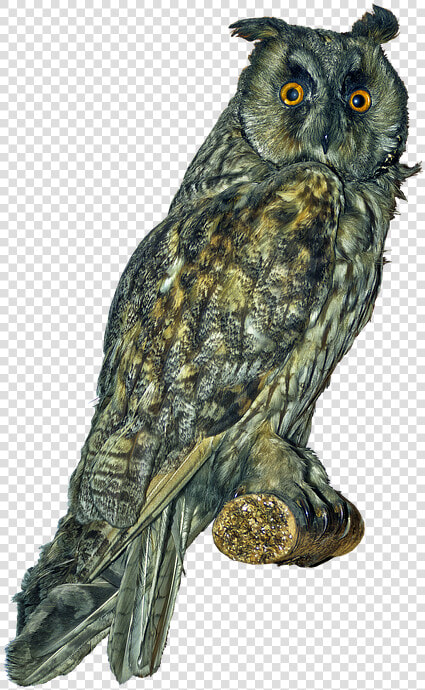 Owl  Long Eared Owl  Scops owl  Bird  Bird Of Prey   Long Eared Owl Png  Transparent PngTransparent PNG