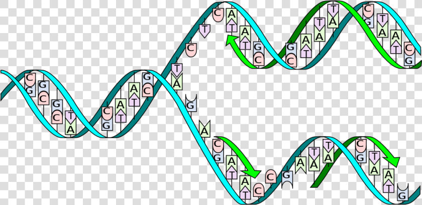 Complementary Base Pairing During Dna Replication  HD Png DownloadTransparent PNG