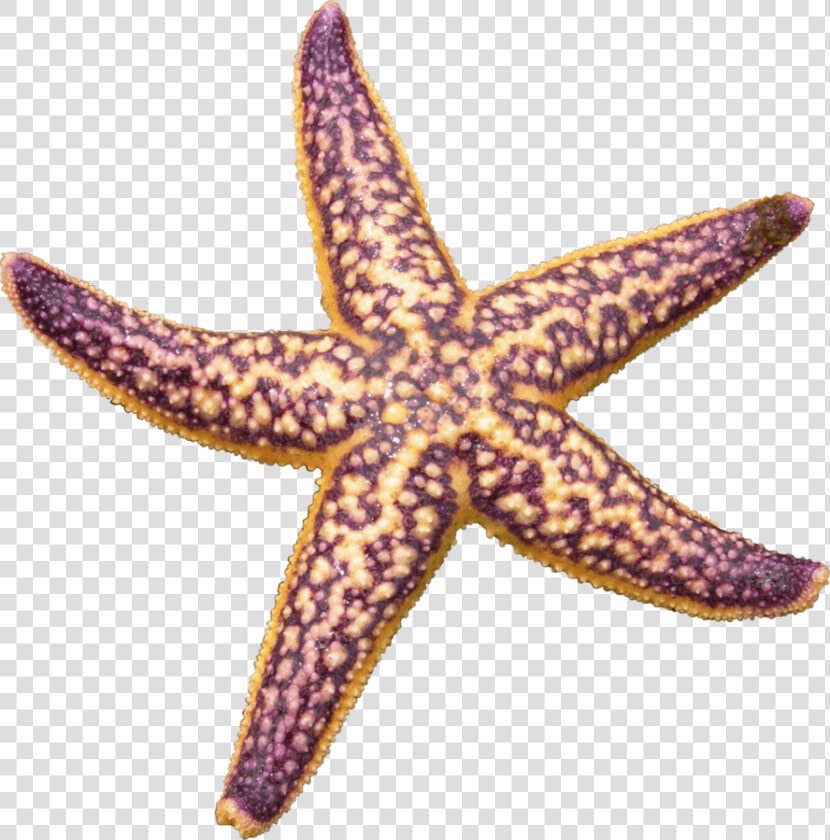 Starfish Purple   Starfish Png  Transparent PngTransparent PNG